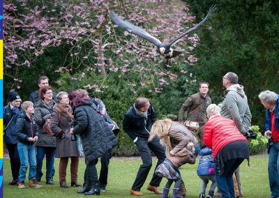 Roofvogelshow